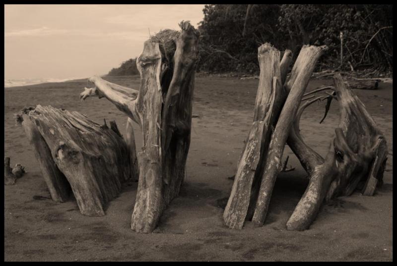 tree in sand sepia