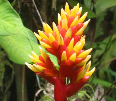 Heliconia variety 1