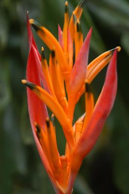 Heliconia variety 2