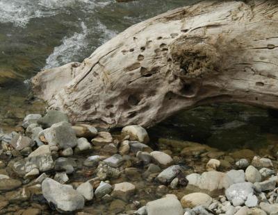 riverbed log