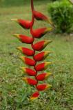 Heliconia variety 3