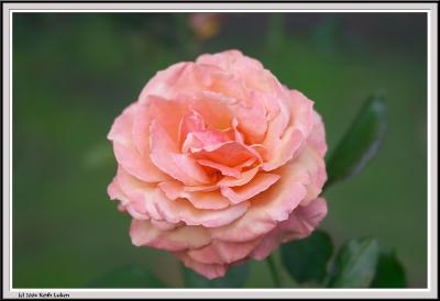 Pink Rose - CRW_1554 copy.jpg