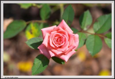 Pink Rose - CRW_1563 copy.jpg