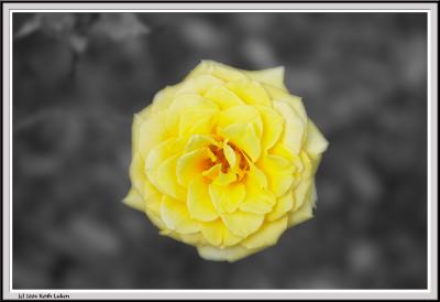 Yellow Rose BW - CRW_1555 copy.jpg