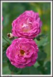Purple Roses - CRW_1559 copy.jpg