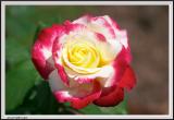 Red White and Yellow Rose - CRW_1572 copy.jpg