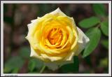 Yellow Rose - CRW_1532 copy.jpg