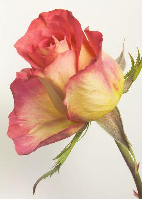 Rose by Weldon Brewster