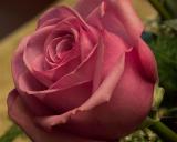 Pink Rose  by Darren Haskins