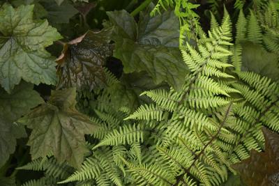 u45/kramerda/medium/28971620.leaves.jpg