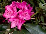 The First Rhododendron