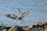 Great Blue Heron