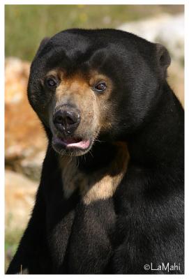 Malayan sun bear