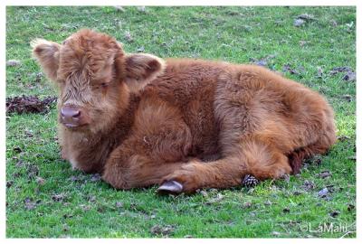 Scottish highlander