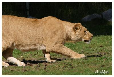 Lion juvenile