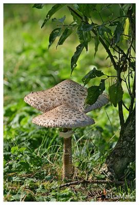Parasol mushroom - Grote parasolzwam - Macrolepiota procera
