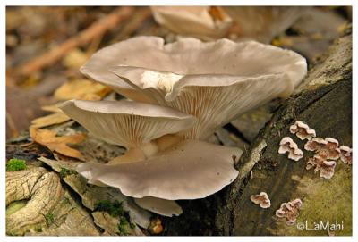 Oyster mushroom - Gewone oesterzwam - Pleurotus ostreatus