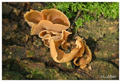 Common dung cup - Vroege bekerzwam - Peziza vesiculosa