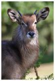 Waterbuck