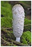 Shaggy mane - Geschubde inktzwam - Coprinus comatus