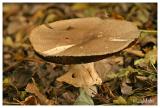 Prince mushroom - Reuzenchampignon - Agaricus augustus