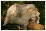 Shaggy parasol - Knolparasolzwam - Macrolepiota rachodes