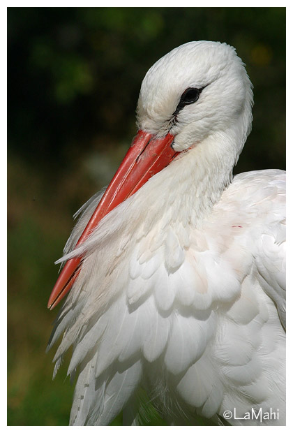 White stork