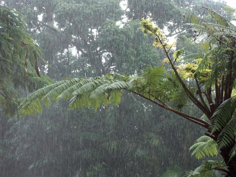 Rain at Kuranda