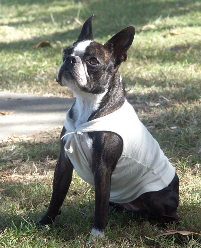 Boston terrier