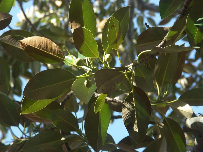 Tree detail 1