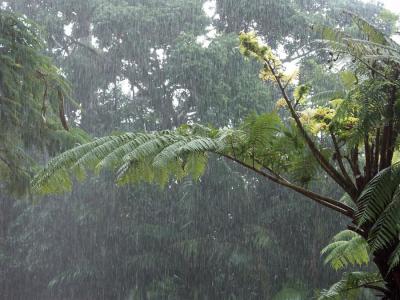 Rain at Kuranda