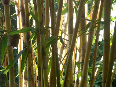 Bali bamboo