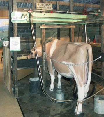 Very placid dairy cow (made of fibreglass)