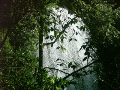 First glimpse of Millaa Millaa Falls