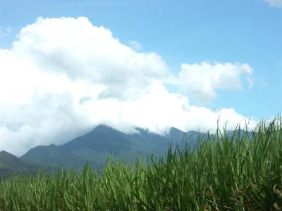 Canefields and Mountains