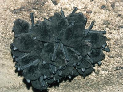 Micro bats on the roof of a tunnel