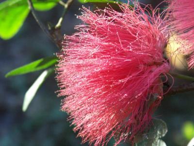 Blossom, close up