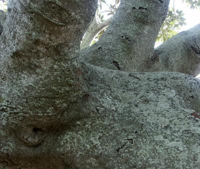 Private parts of a Moreton Bay Fig