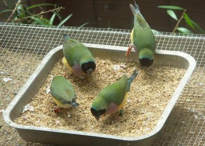 Gouldian finches in an aviary