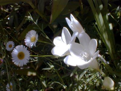 Small flowers in Frances's garden