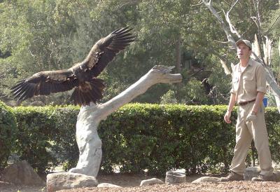 Wedge-tailed eagle