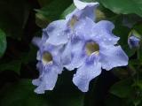 Wet blossom