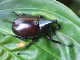 Elephant beetle (beside us at lunch)