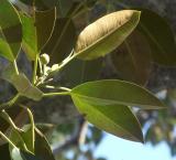 Tree detail 2