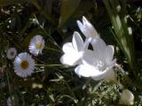 Small flowers in Francess garden