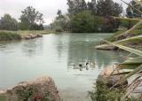 Winery Ducks on Ornamental Lake