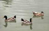 Diverging Ducks
