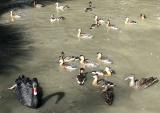 Twenty ducks, one swan