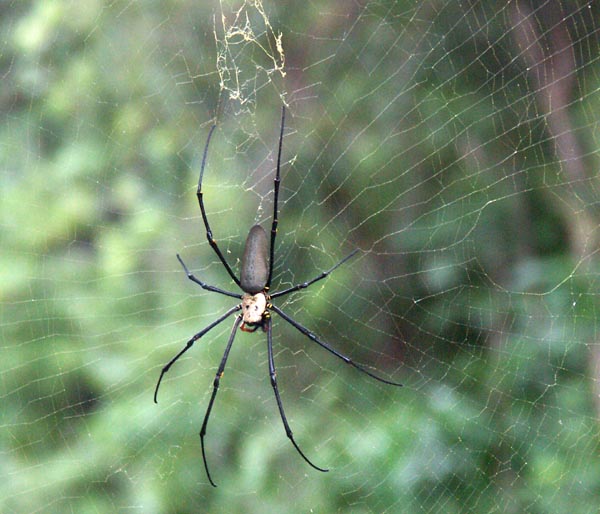 Big spider near the train