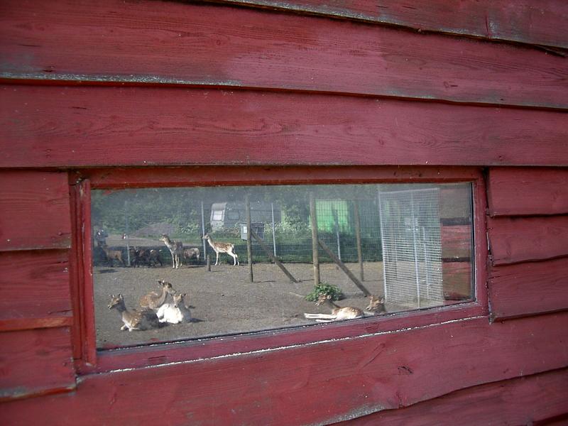 Reflection